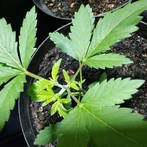 Queijo 1 growlog timeline photo