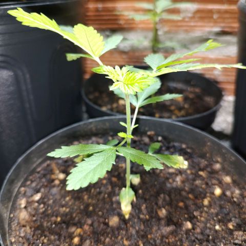 Queijo 1 growlog timeline photo