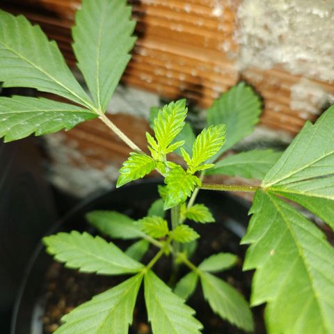 Queijo 2 growlog timeline photo