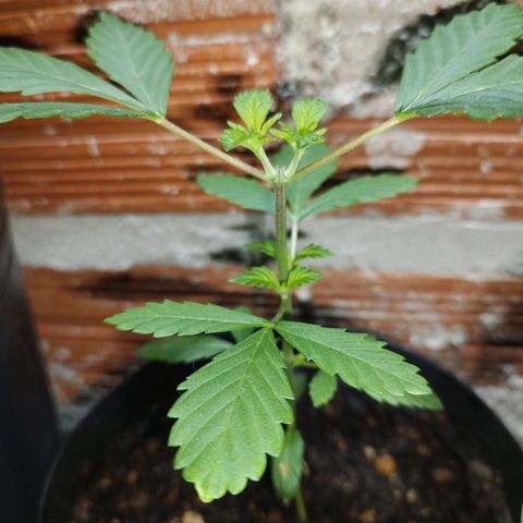 Queijo 2 growlog timeline photo