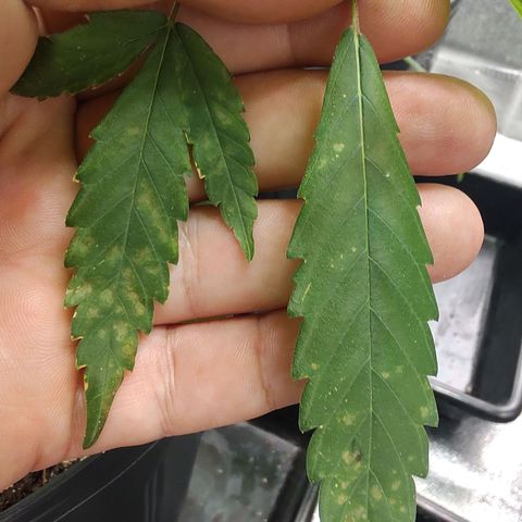 S2 growlog timeline photo