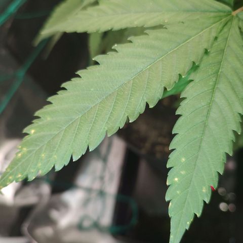 S2 growlog timeline photo