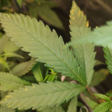 S2 growlog timeline photo