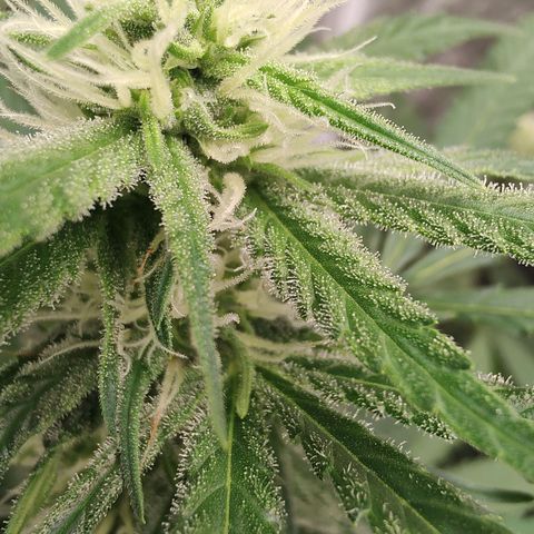S3 growlog timeline photo