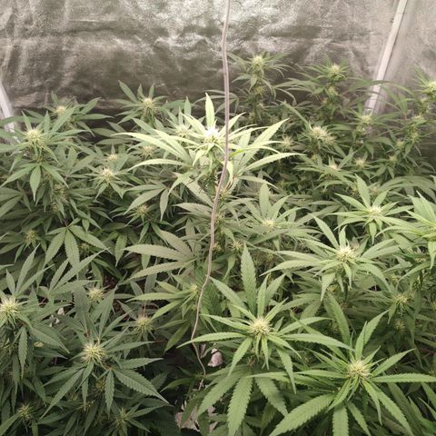 S3 growlog timeline photo