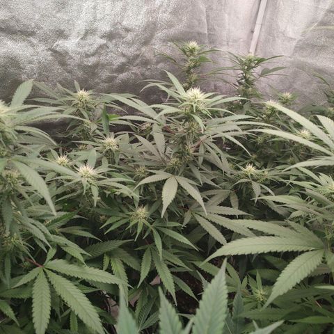S3 growlog timeline photo