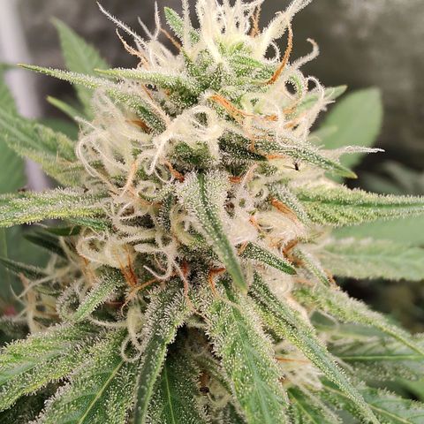 S3 growlog timeline photo