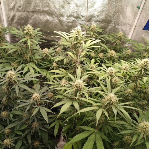 S3 growlog timeline photo
