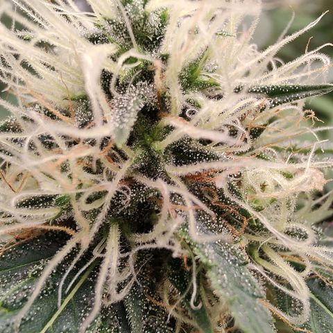 S3 growlog timeline photo