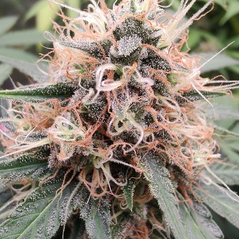 S3 growlog timeline photo
