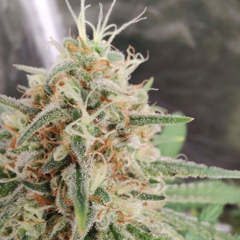 S3 growlog timeline photo