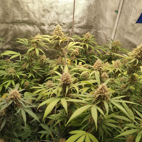 S3 growlog timeline photo