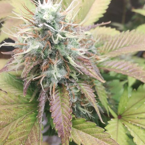 Queijo 2 growlog timeline photo