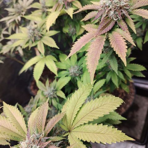 Queijo 2 growlog timeline photo