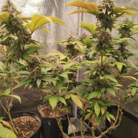 Queijo 2 growlog timeline photo