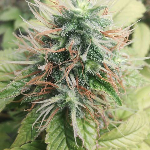 Queijo 1 growlog timeline photo