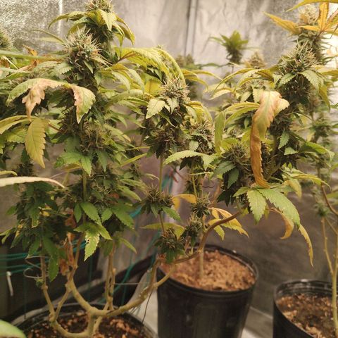 Queijo 1 growlog timeline photo