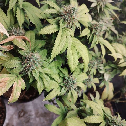 Queijo 1 growlog timeline photo