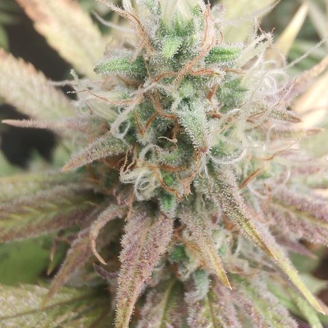 S3 growlog timeline photo