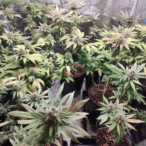 S3 growlog timeline photo