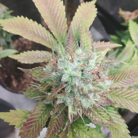 Queijo 2 growlog timeline photo