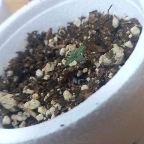 Genética desconocida growlog photo: LA TROPI 🤭🌱🫂