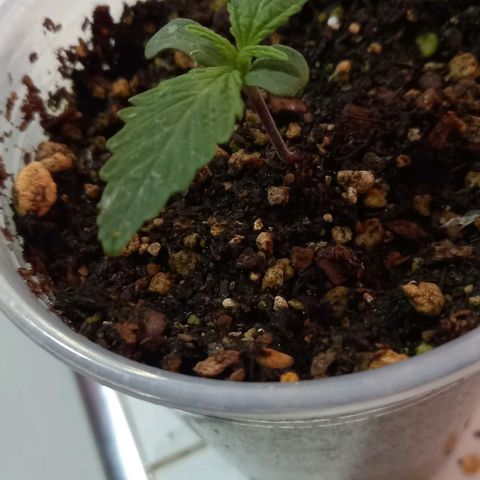Genética desconocida growlog photo: Las Jertrus 2.0