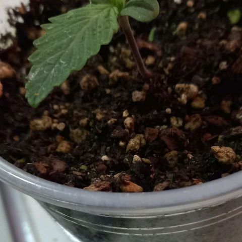 Genética desconocida growlog photo: Las Jertrus 2.0