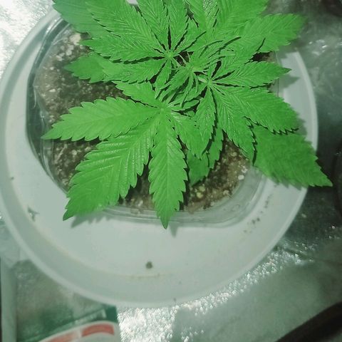 Genética desconocida growlog timeline photo