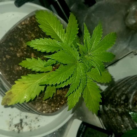 Genética desconocida growlog timeline photo