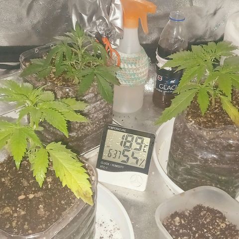 Genética desconocida growlog timeline photo