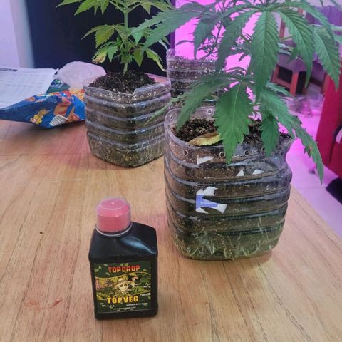 Genética desconocida growlog timeline photo