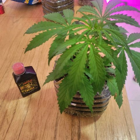 Genética desconocida growlog timeline photo