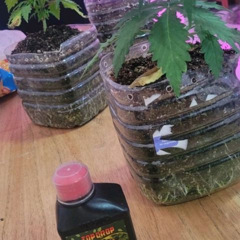 Genética desconocida growlog timeline photo