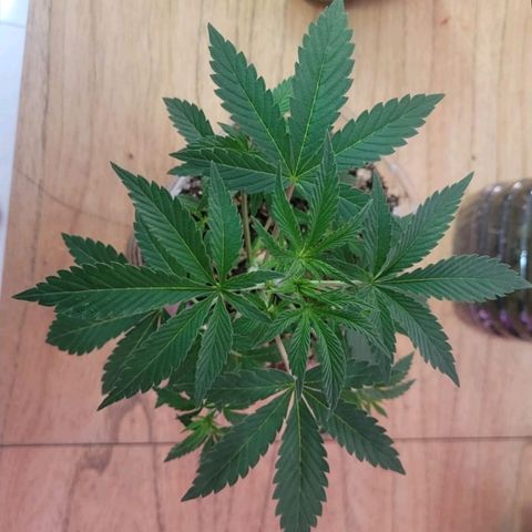 Genética desconocida growlog timeline photo