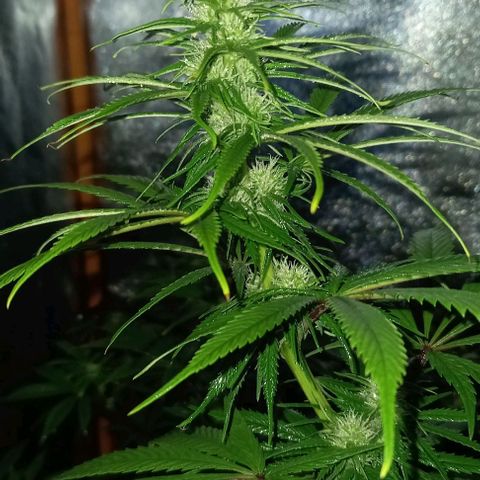 Genética desconocida growlog timeline photo
