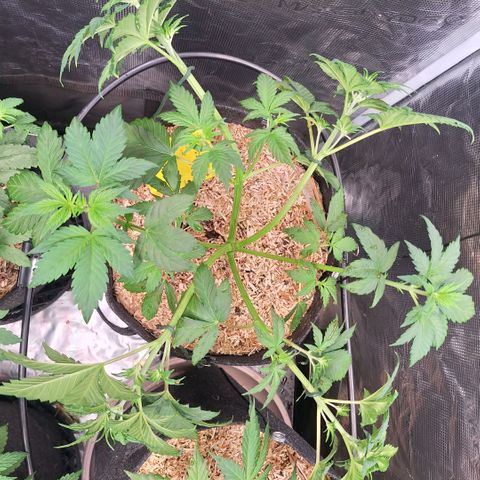 Fastbuds Mix Pack Auto RF3 #1 growlog timeline photo