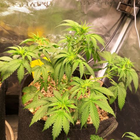 Fastbuds Mix Pack Auto RF3 #3 growlog timeline photo