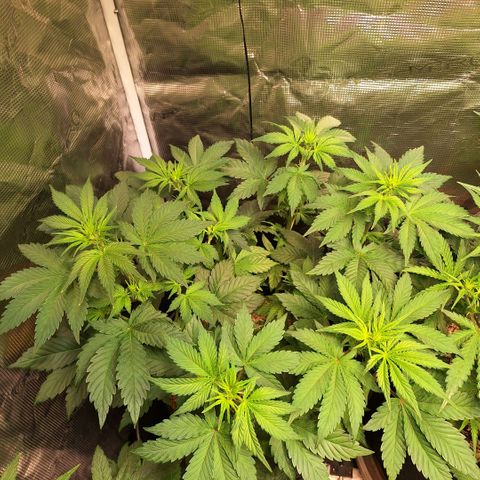 Fastbuds Mix Pack Auto RF3 #1 growlog timeline photo