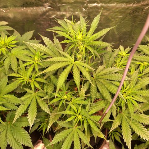 Fastbuds Mix Pack Auto RF3 #2 growlog timeline photo