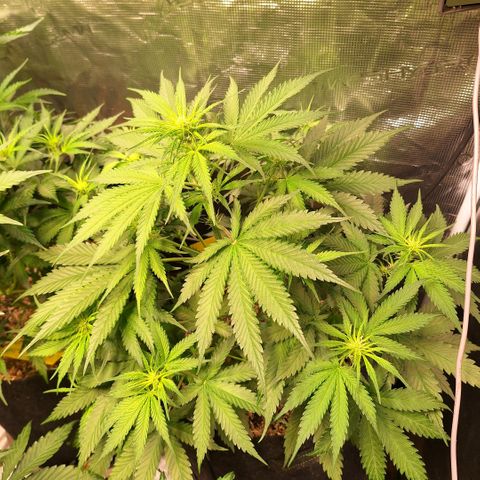 Fastbuds Mix Pack Auto RF3 #3 growlog timeline photo
