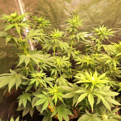 Fastbuds Mix Pack Auto RF3 #1 growlog timeline photo