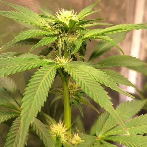 Fastbuds Mix Pack Auto RF3 #1 growlog timeline photo