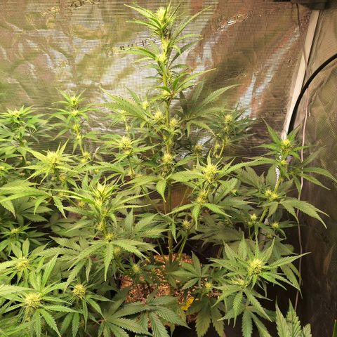 Fastbuds Mix Pack Auto RF3 #2 growlog timeline photo