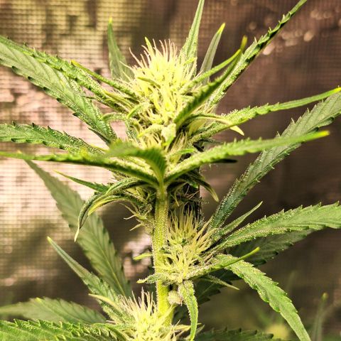Fastbuds Mix Pack Auto RF3 #2 growlog timeline photo