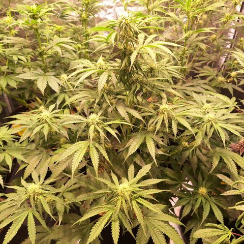 Fastbuds Mix Pack Auto RF3 #3 growlog timeline photo