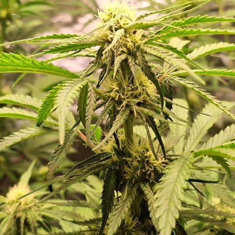 Fastbuds Mix Pack Auto RF3 #3 growlog timeline photo