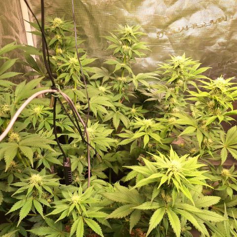 Fastbuds Mix Pack Auto RF3 #1 growlog timeline photo