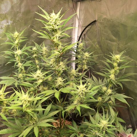 Fastbuds Mix Pack Auto RF3 #2 growlog timeline photo