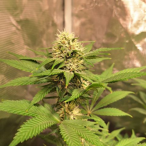Fastbuds Mix Pack Auto RF3 #1 growlog timeline photo